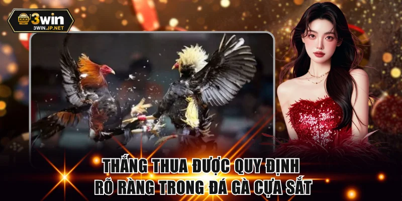 Thắng thua được quy định rõ ràng trong đá gà cựa sắt